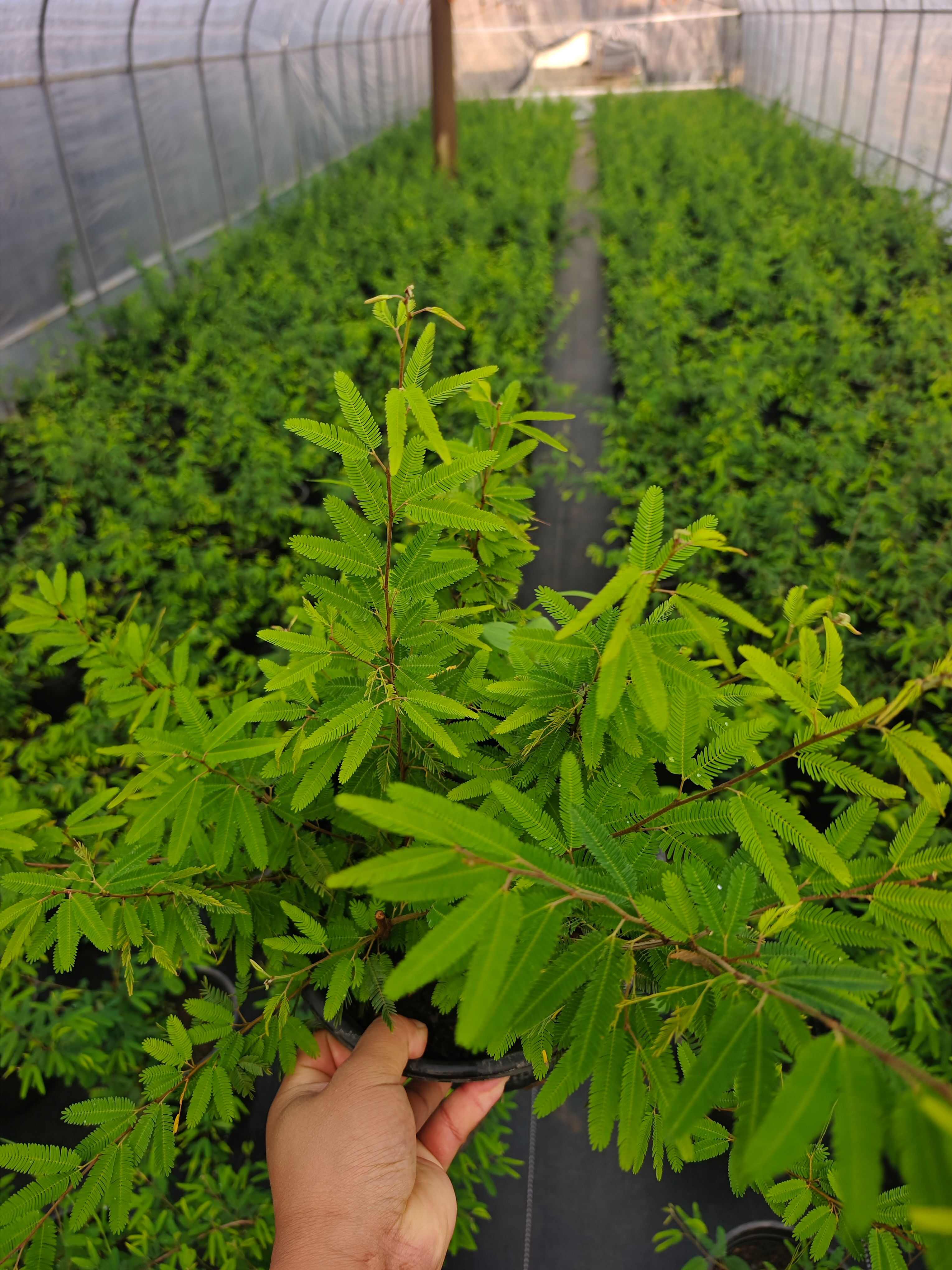 香水合欢