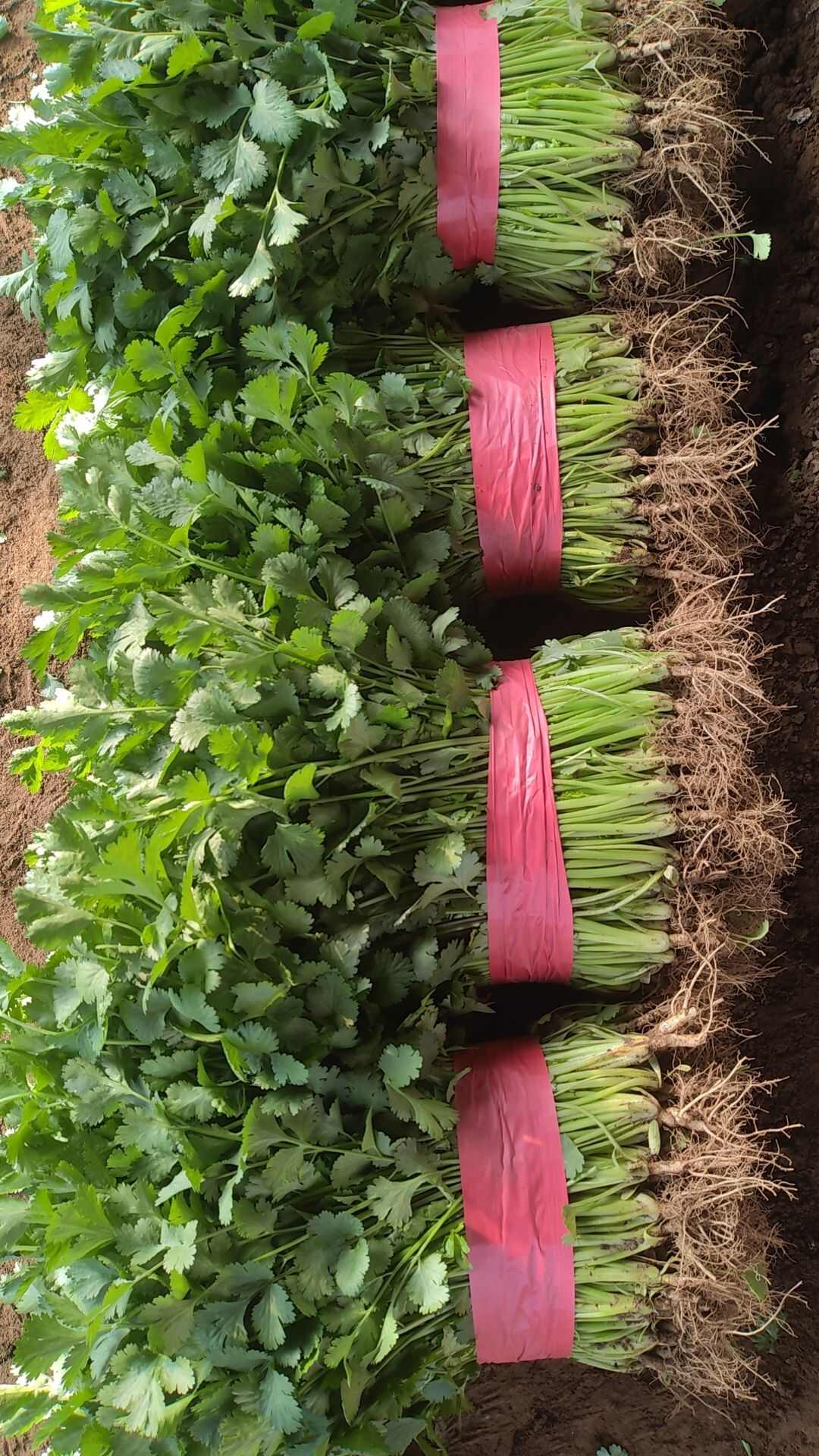 精品香菜，产地直发大量供应各大市场 商超 学校 食堂 加工厂