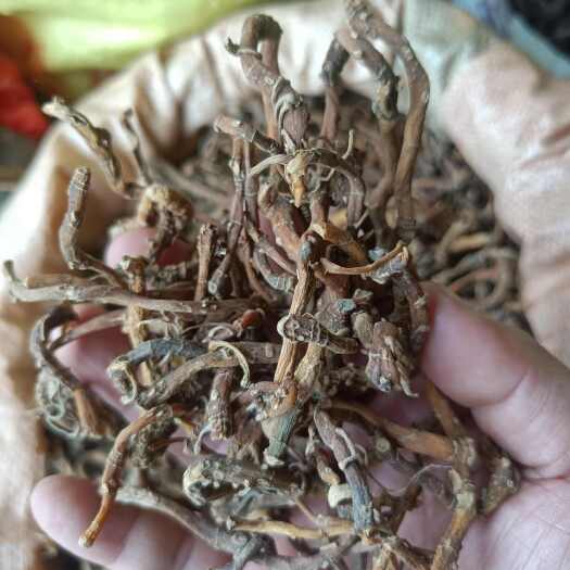 巫山黄金七 鹿药 高海拔名贵药材