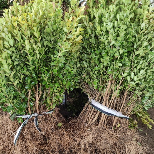 泰安卫矛小叶扶芳藤30-60高卫矛大量现货供应卫矛