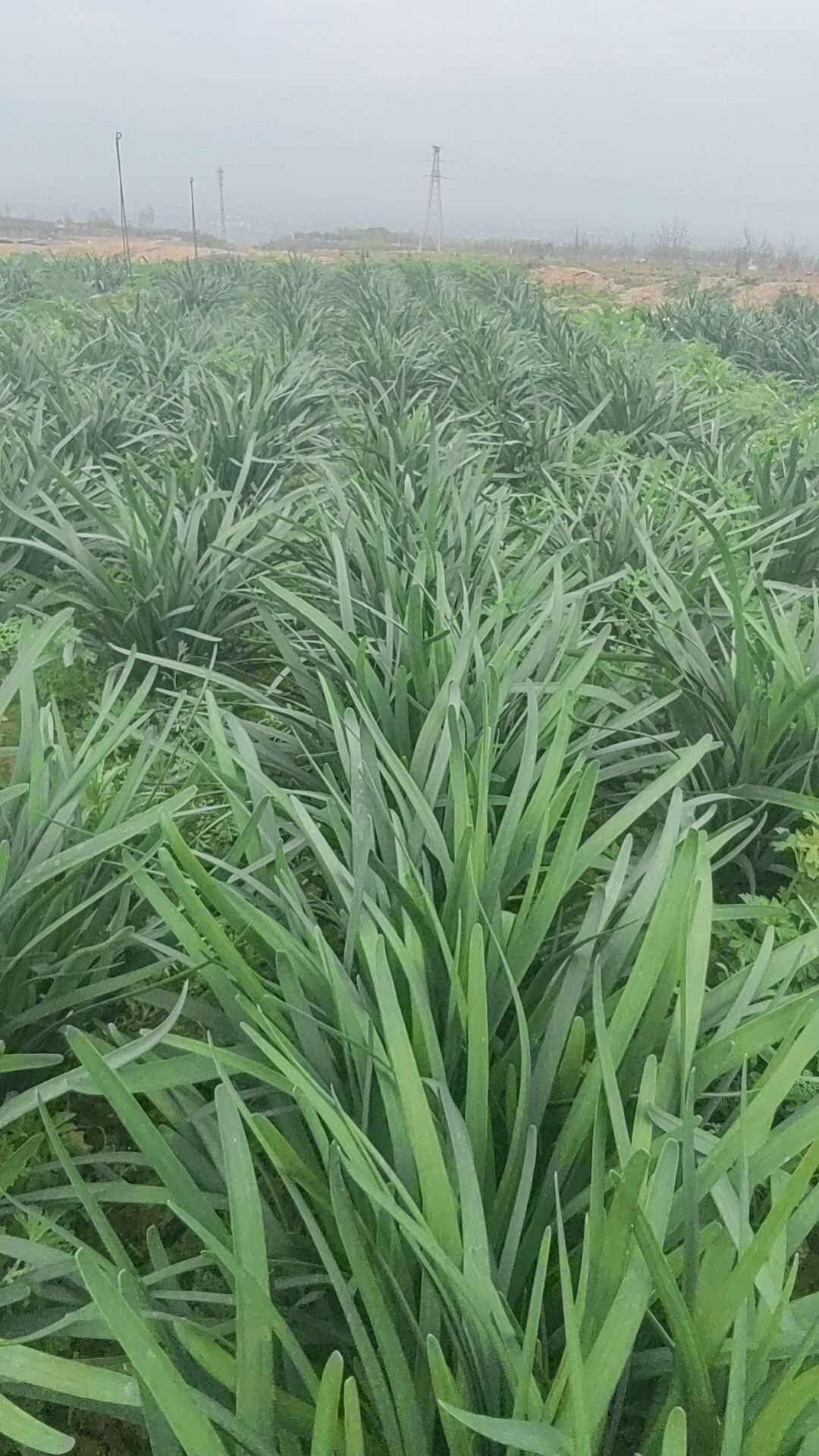 韭菜