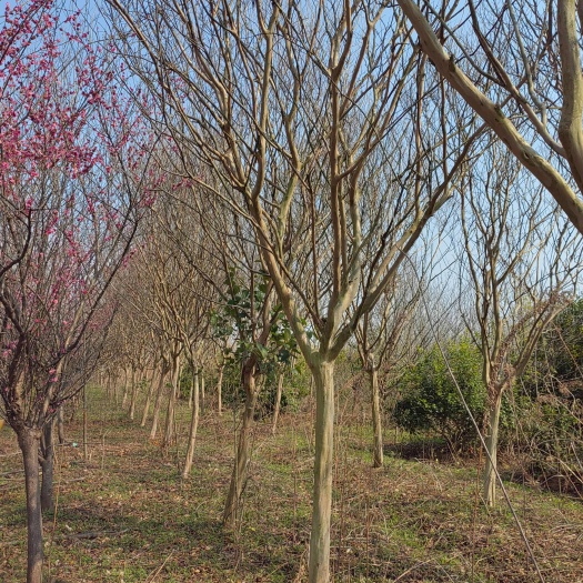 南京紫薇，苗圃直销，10公分12公分14公分15公分苗圃退林苗