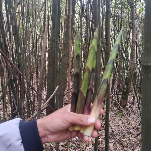 麻江县贵州大量油竹笋批发零售现摘现发