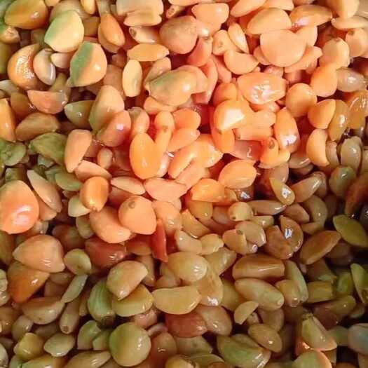 临沂红蒜米（腌制半成品）