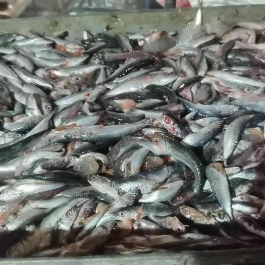 象山县青占鱼饲料鱼