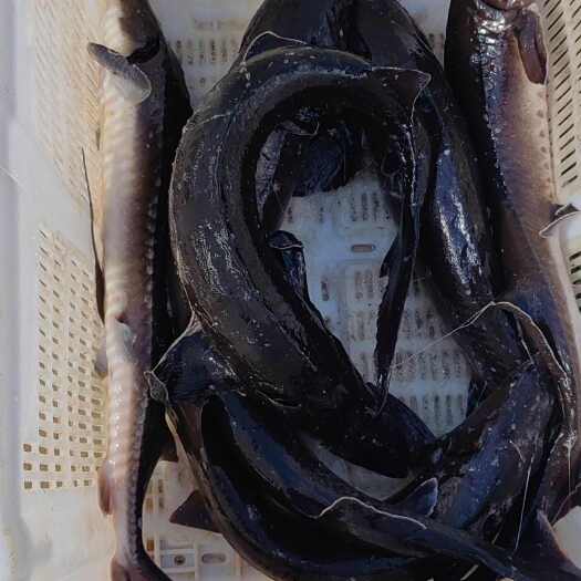 寻甸县鲟鱼，规格1—6斤，西杂