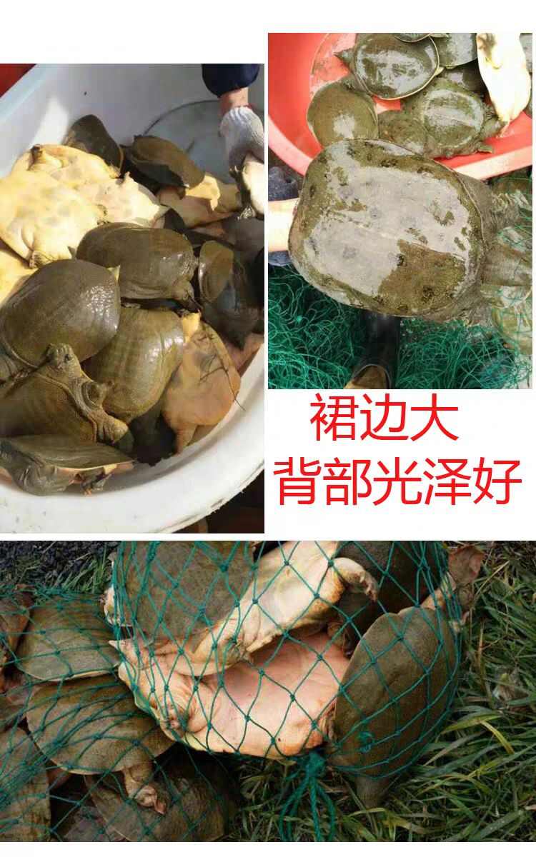 青黄背外塘大甲鱼活体鲜活食用新鲜小甲鱼王八水鱼中华鳖甲鱼
