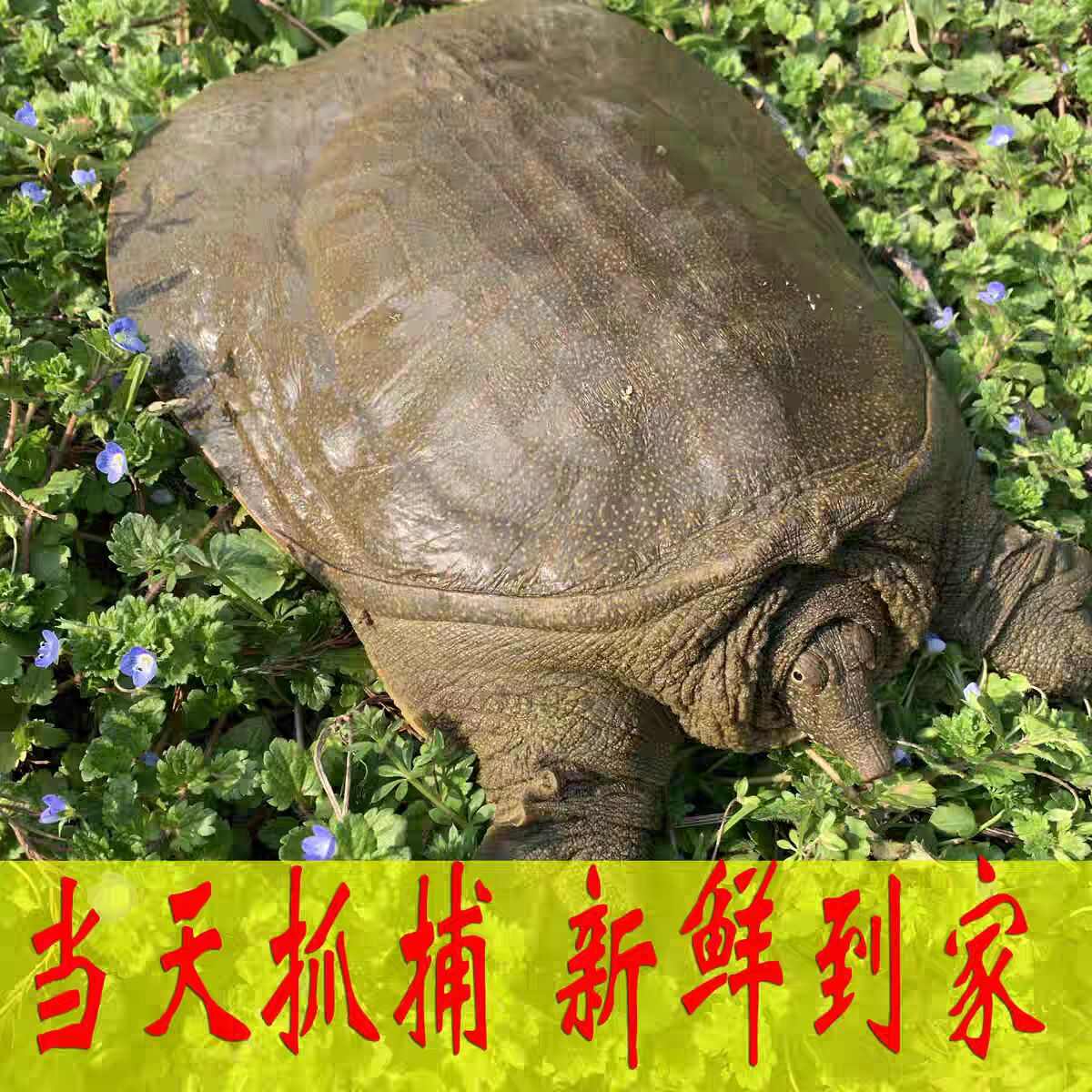 青黄背外塘大甲鱼活体鲜活食用新鲜小甲鱼王八水鱼中华鳖甲鱼