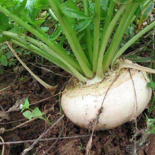  盘菜