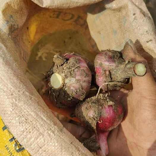 保山云南紫皮大蒜 可对接电商，电商，团购社区，档口