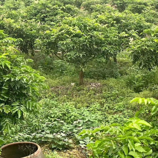灵山县黑黄皮