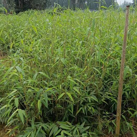 洪雅县一年生楠竹杯苗、苗高40到1米2