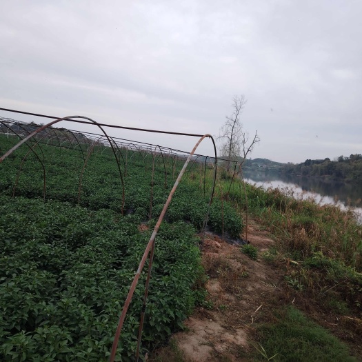 150亩基地转让，设施设备齐全，水源方便，沙地