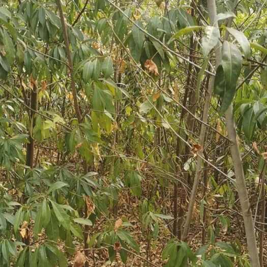 茶陵县木荷地径2公分土球苗