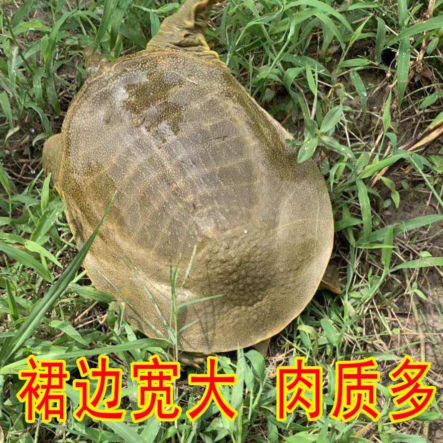 青黄背外塘大甲鱼活体鲜活食用新鲜小甲鱼王八水鱼中华鳖甲鱼