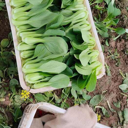 商丘大量上海青