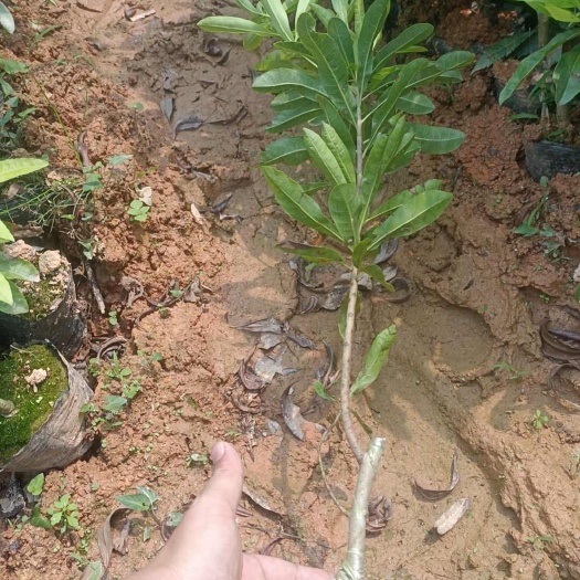 灵山县东槐杨梅