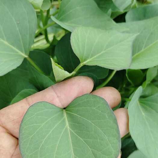 渭南脱毒秦薯五号红薯苗