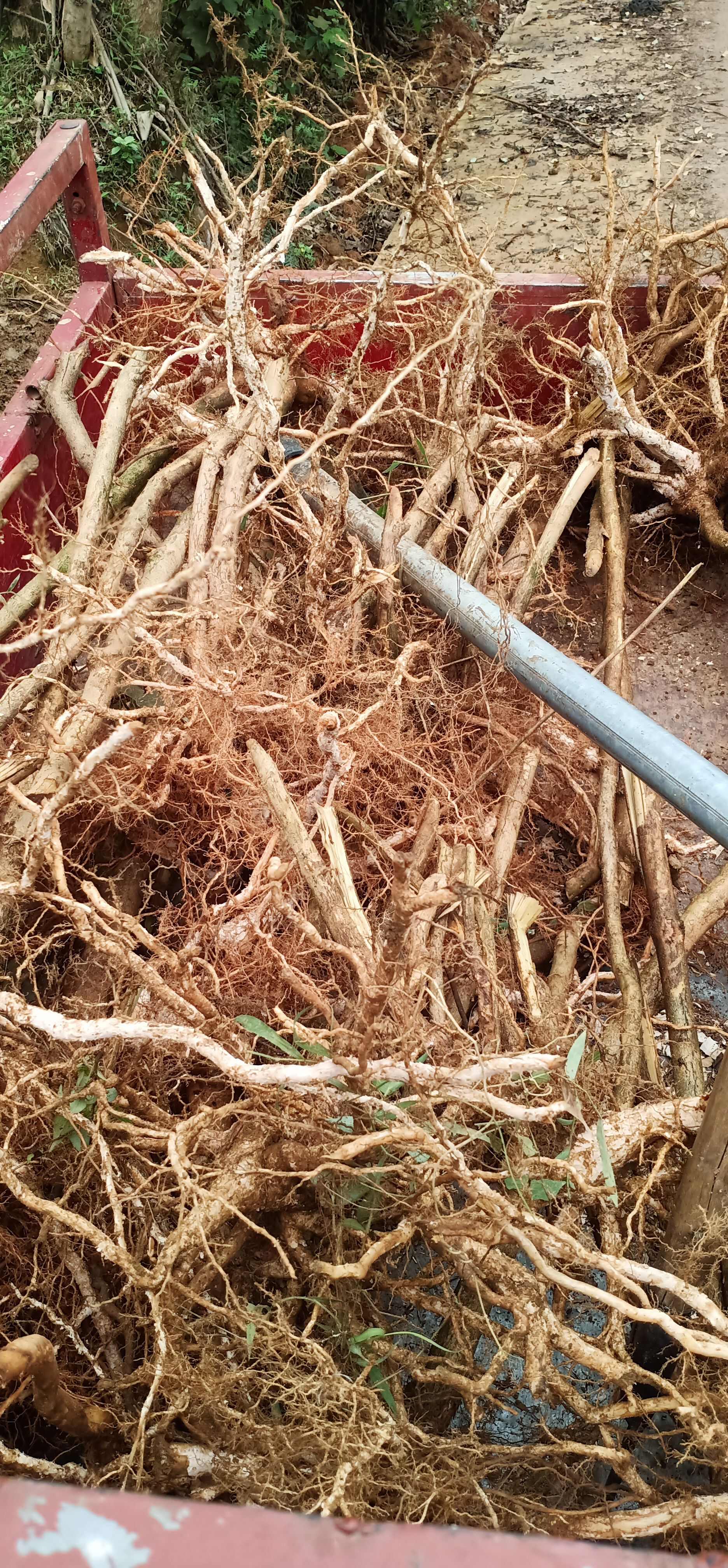 牡丹根 广西牡丹根中药材