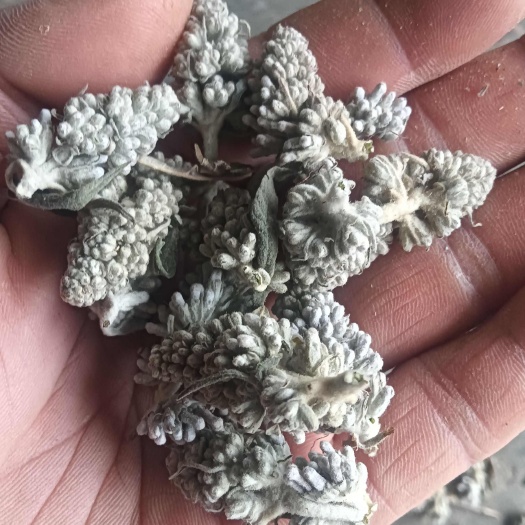前期密蒙花手选货干净无杂质懂得下手