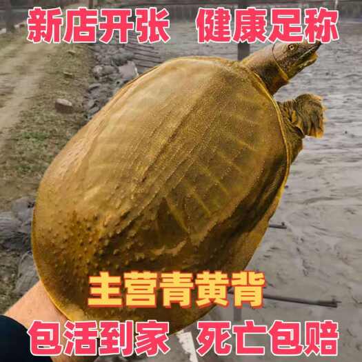 青黄背外塘大甲鱼活体鲜活食用新鲜小甲鱼王八水鱼中华鳖甲鱼