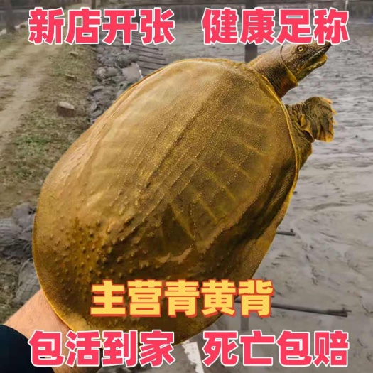 青黄背外塘大甲鱼活体鲜活食用新鲜小甲鱼王八水鱼中华鳖甲鱼