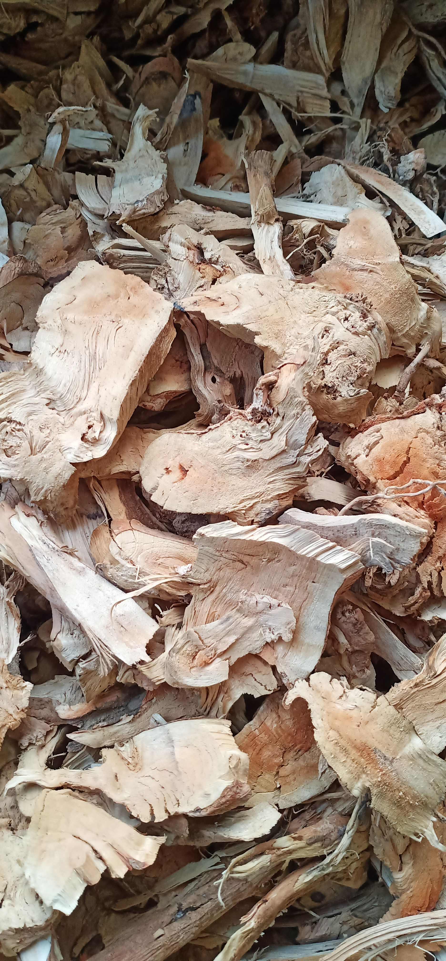 牡丹根 广西牡丹根中药材