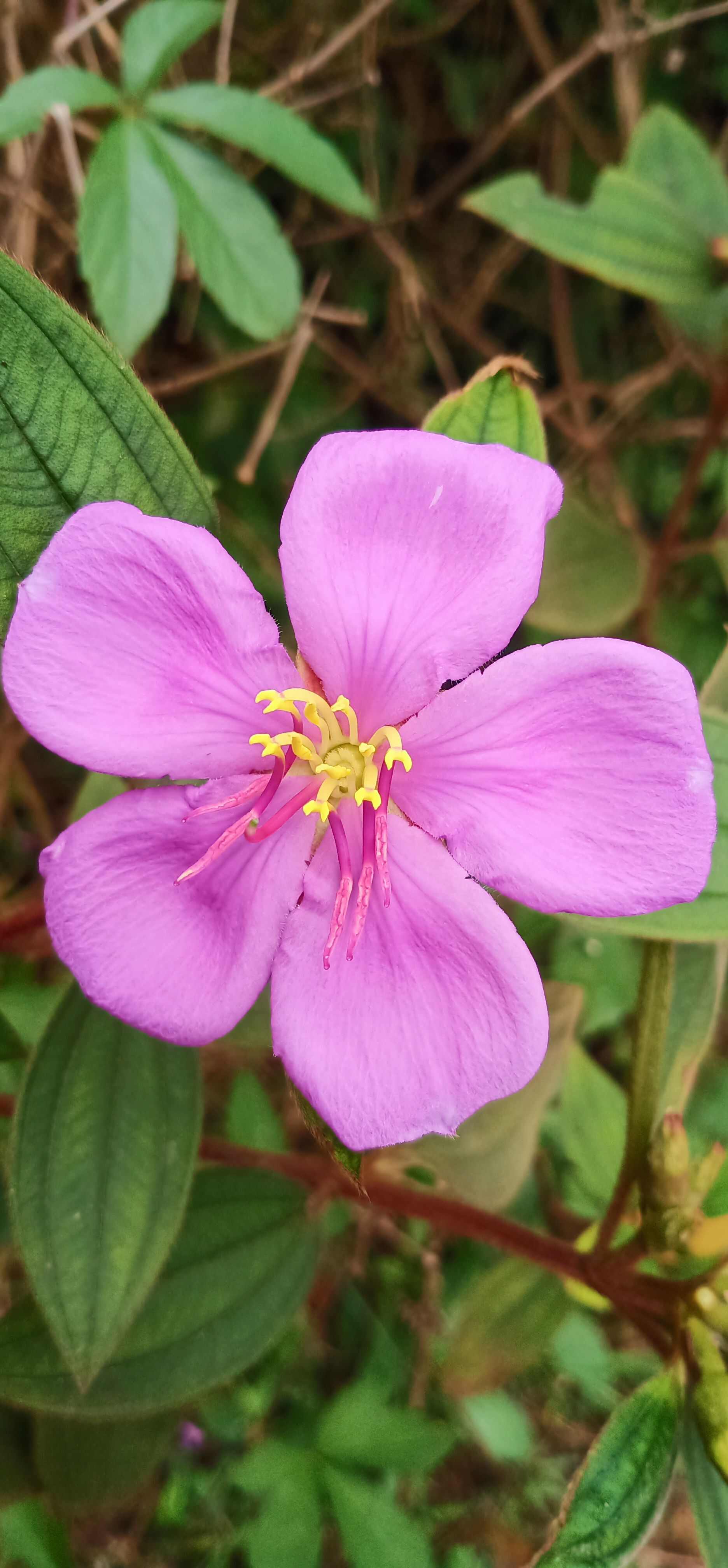 牡丹根 广西牡丹根中药材