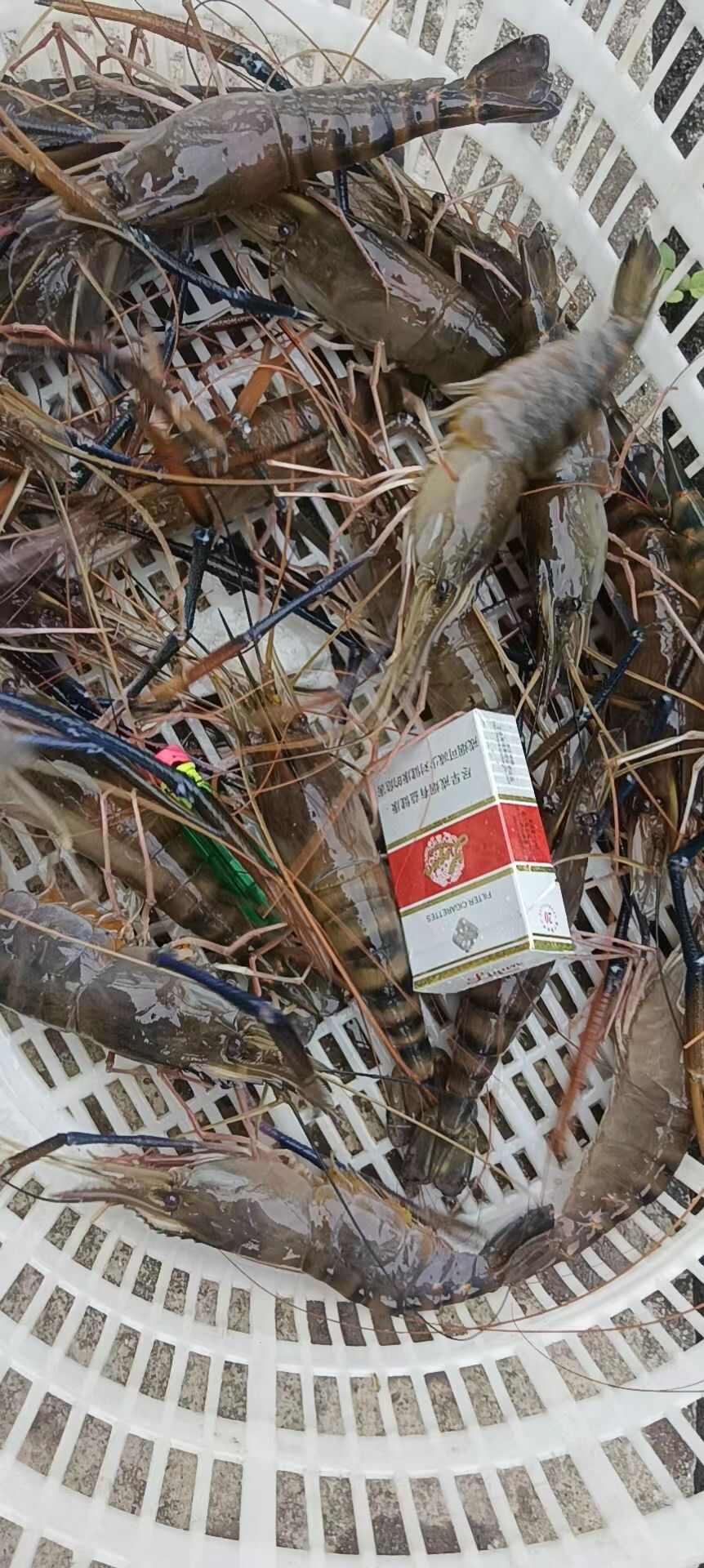 罗氏虾苗 大头虾苗河虾苗 白虾苗量大从优 长期合作货真价实