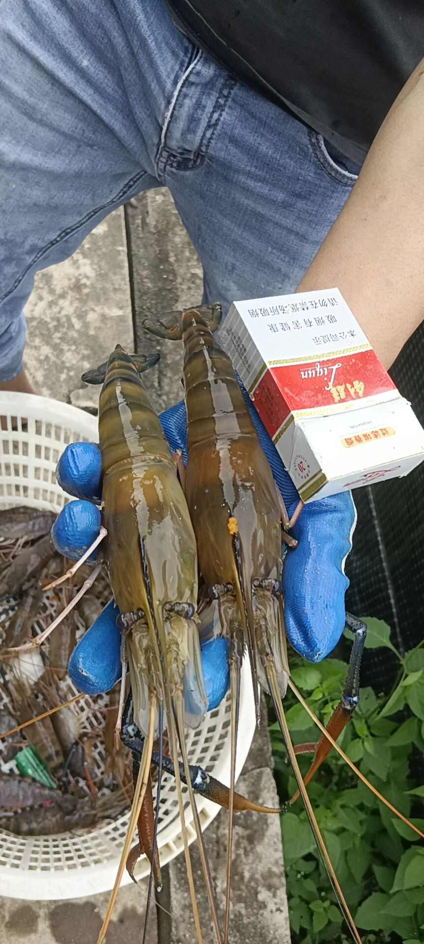 罗氏虾苗 大头虾苗河虾苗 白虾苗量大从优 长期合作货真价实
