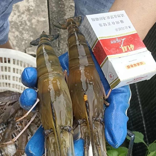 罗氏虾苗 大头虾苗河虾苗 白虾苗量大从优 长期合作货真价实