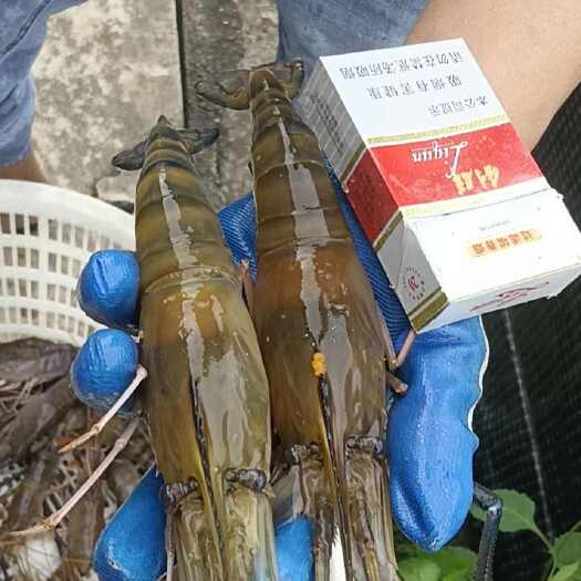 高州市罗氏虾苗 大头虾苗河虾苗 白虾苗量大从优 长期合作货真价实