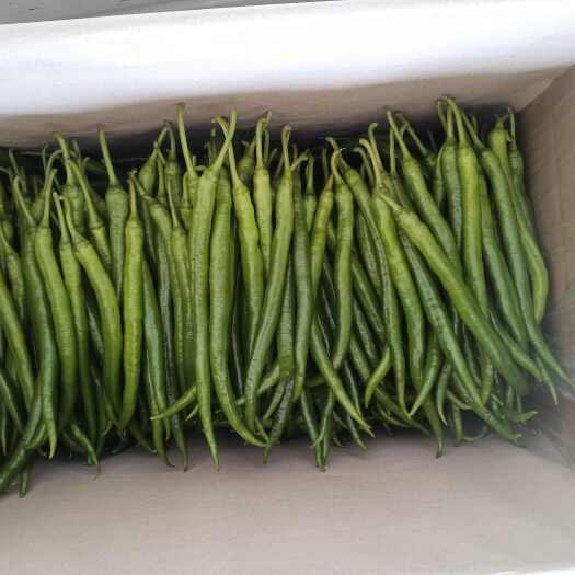 钦州各种辣椒大量供应中