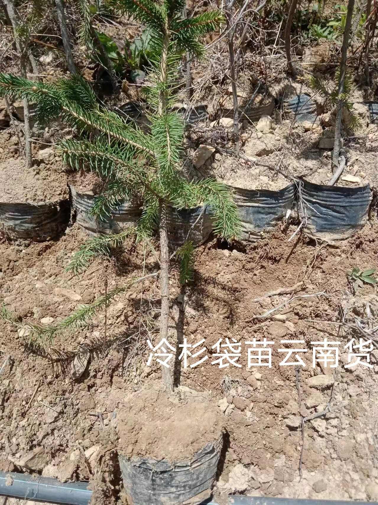 云杉，冷杉，云南货