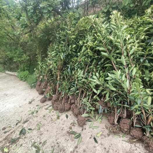 石柱150cm, 法国冬青重庆货源