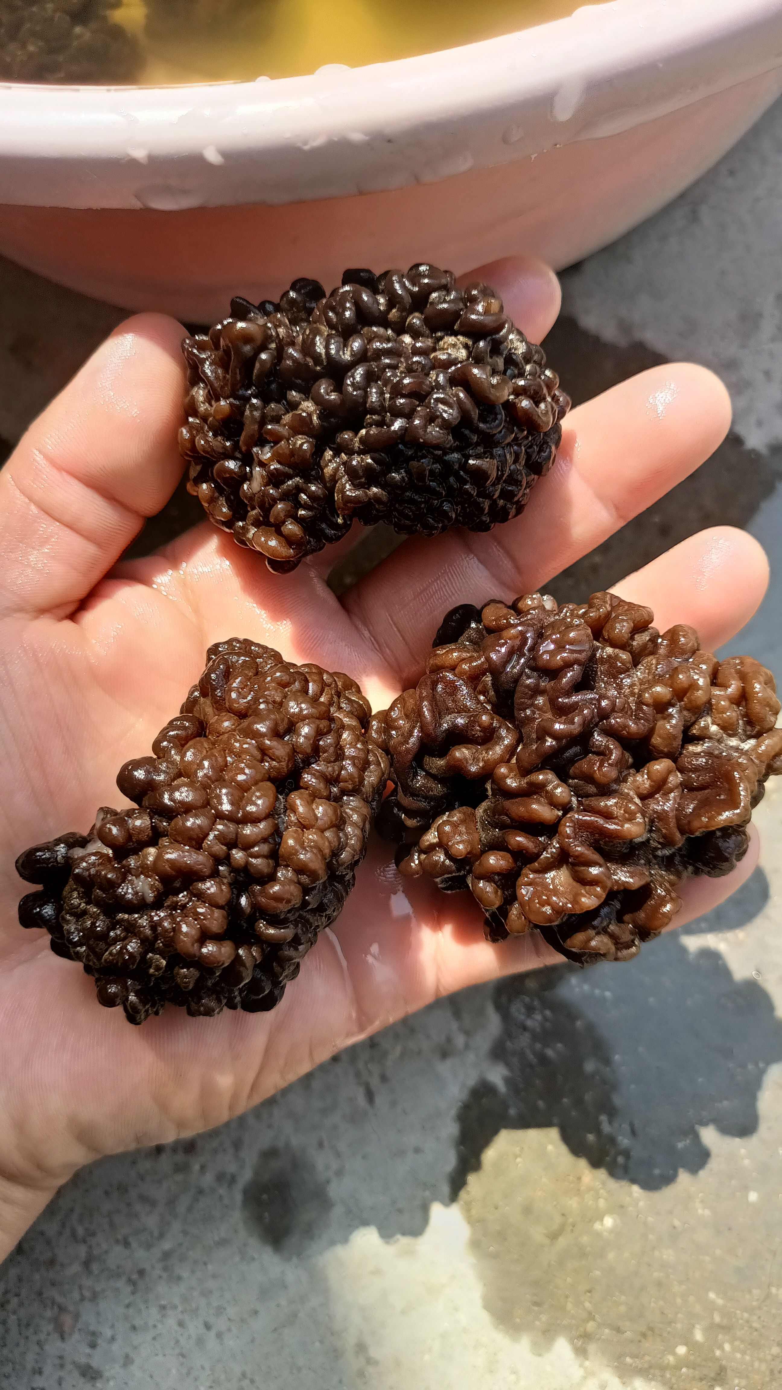 猴脑菇猴脑菌核桃菌产地一手货源批发零售酒店特色食材菌菇加工厂