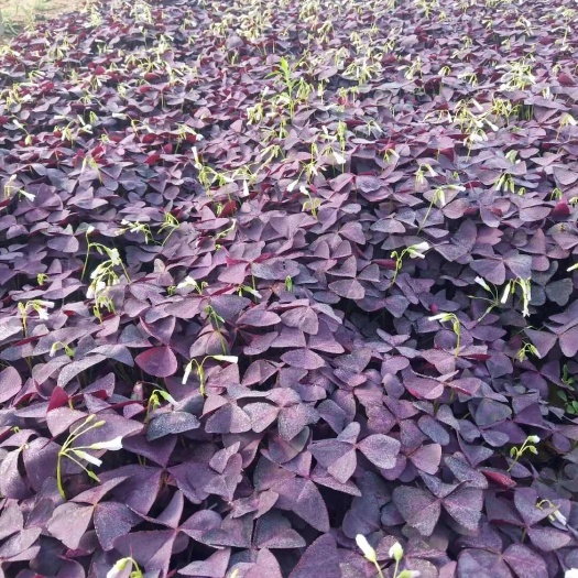 青州市紫叶酢浆草 紫叶 绿叶醡浆草 绿叶红花炸浆草 苗圃直发