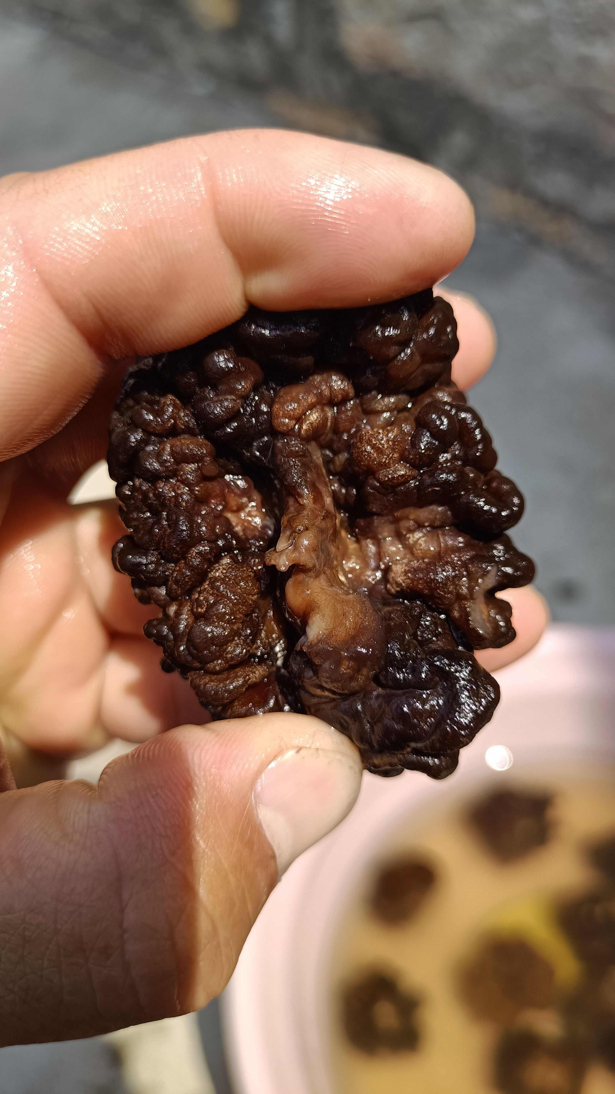 猴脑菇猴脑菌核桃菌产地一手货源批发零售酒店特色食材菌菇加工厂