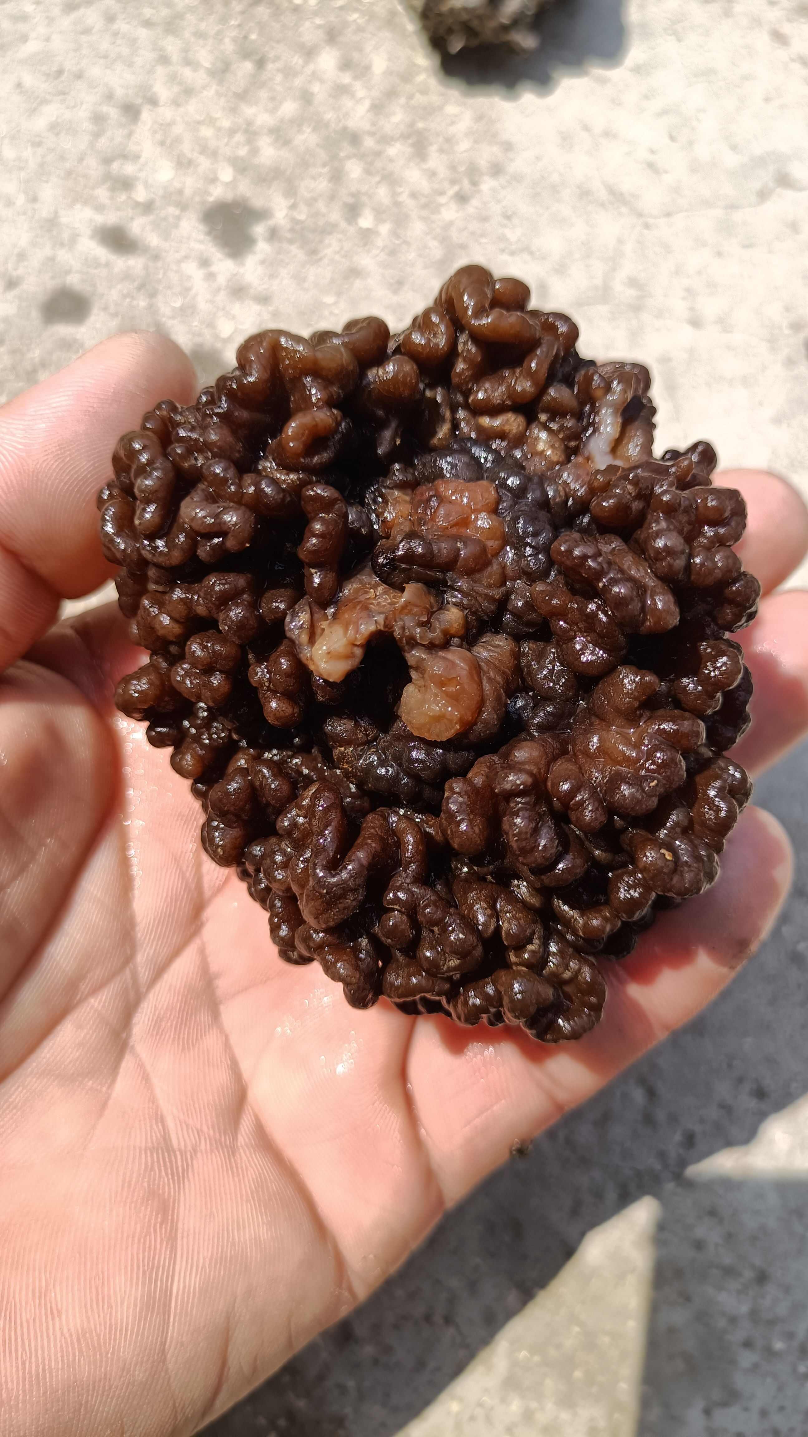 猴脑菇猴脑菌核桃菌产地一手货源批发零售酒店特色食材菌菇加工厂