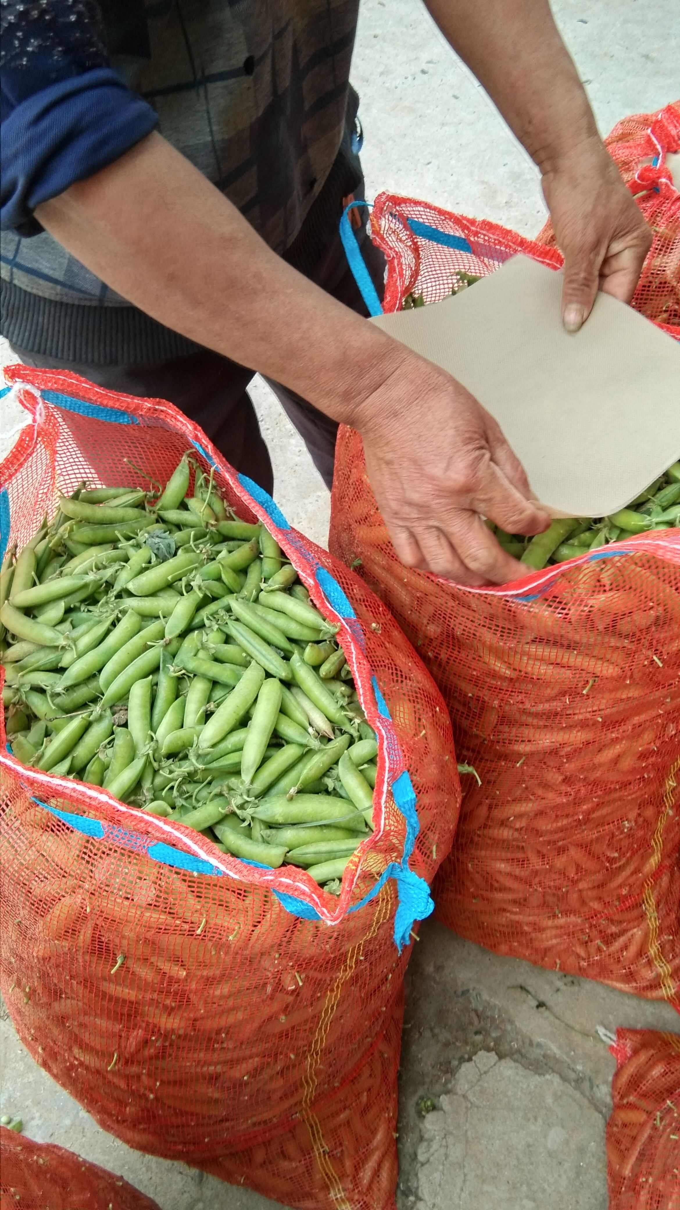 豌豆荚颗粒饱满大量上市批发市场加工厂