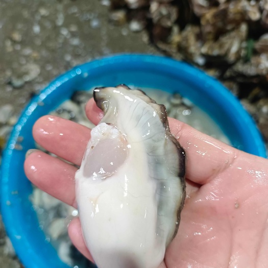 乳山市生蚝肉批发 半壳批发 牡蛎批发