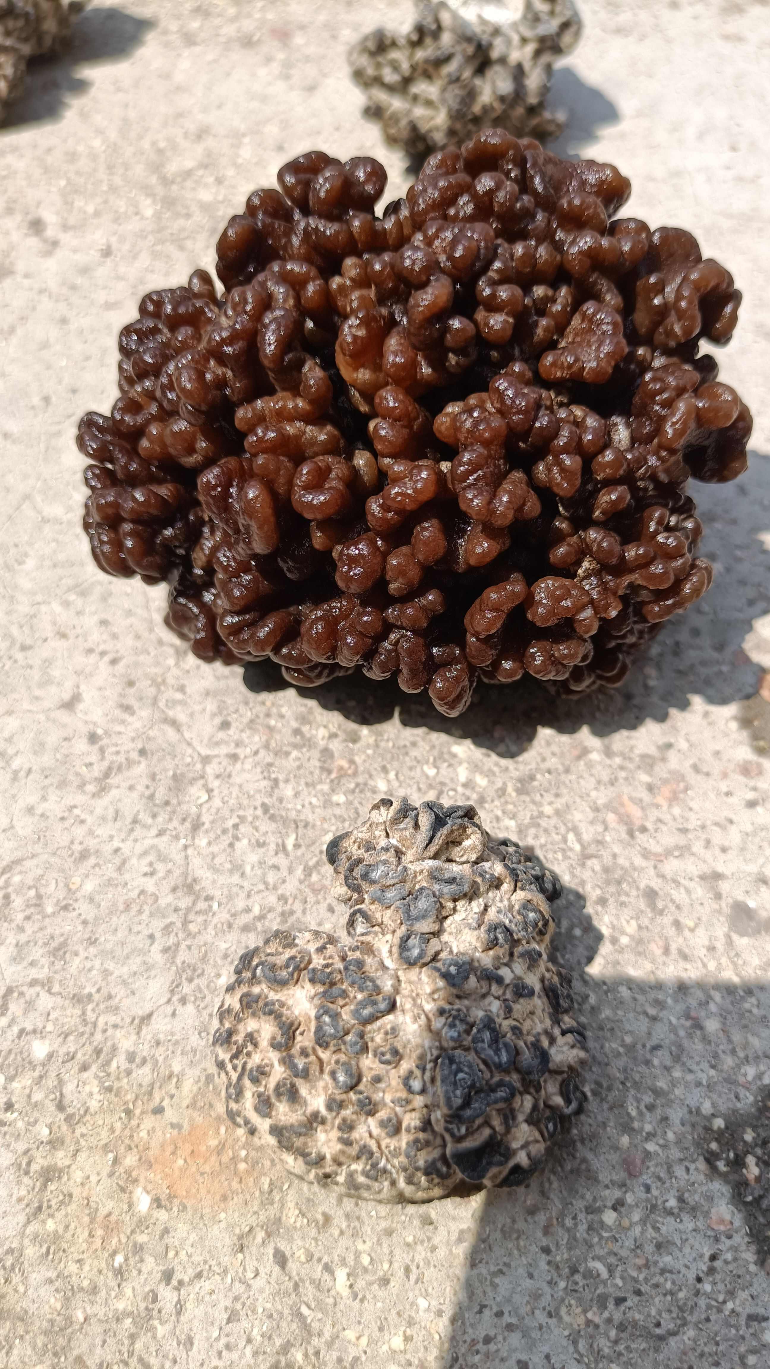 猴脑菇猴脑菌核桃菌产地一手货源批发零售酒店特色食材菌菇加工厂