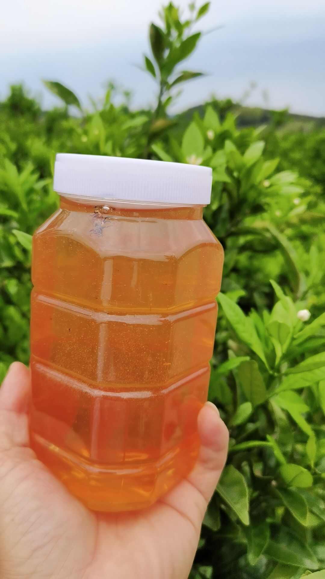 南丰天然橘花蜂蜜