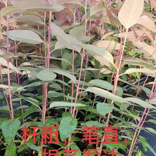 遂溪县广29号桉树苗，40公分高，4.0大杯，耐寒抗旱，生长速度快