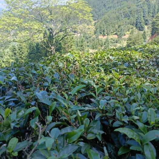 宁德高山绿茶