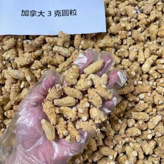 广州加拿大西洋参粒头（3g）