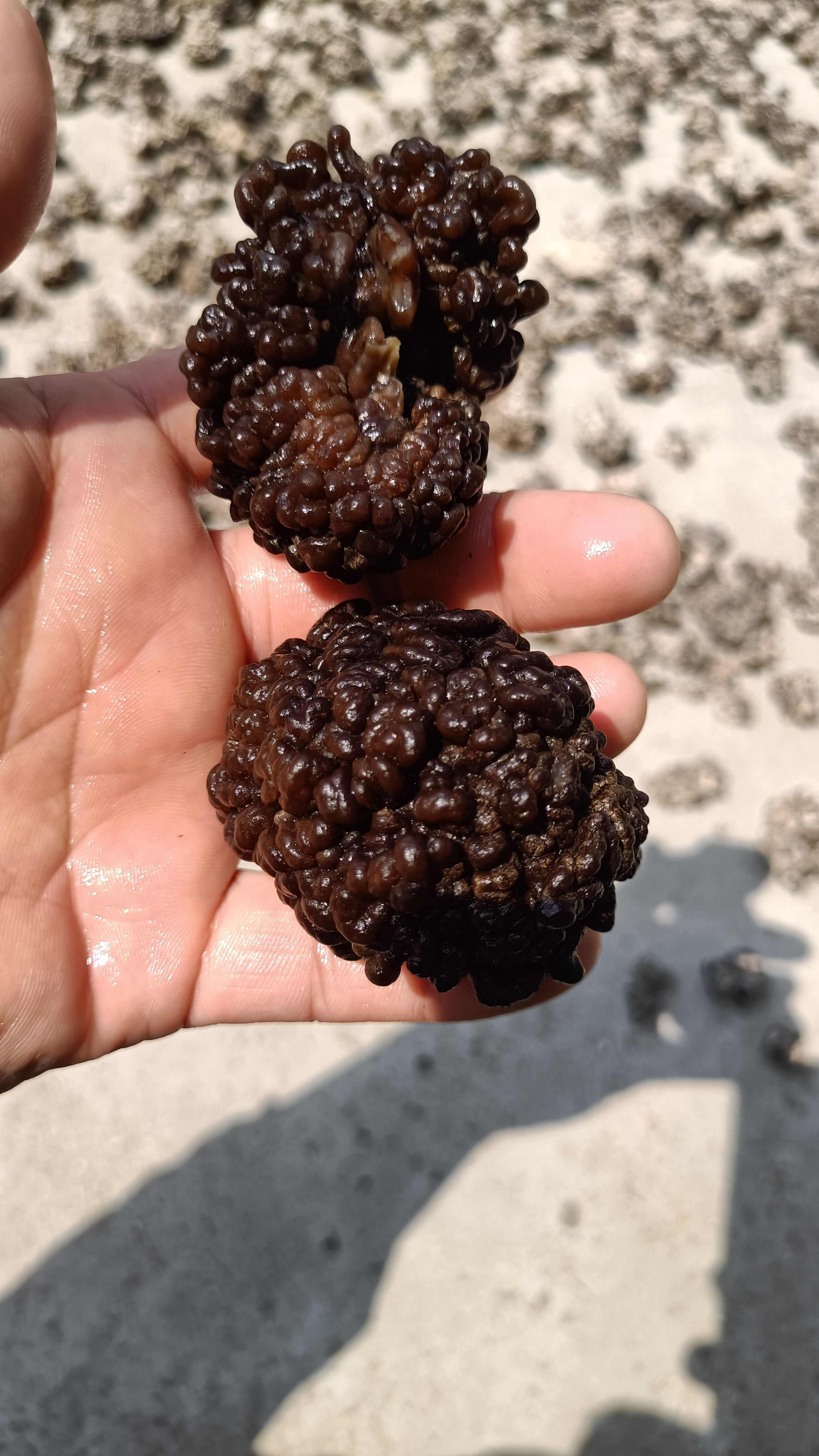 猴脑菇猴脑菌核桃菌产地一手货源批发零售酒店特色食材菌菇加工厂
