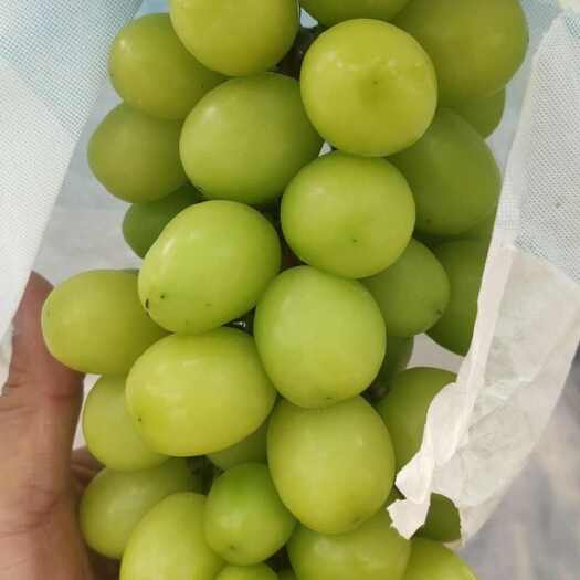 长兴县阳光玫瑰