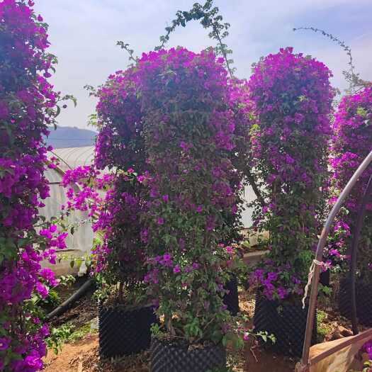宜良县叶子花柱形