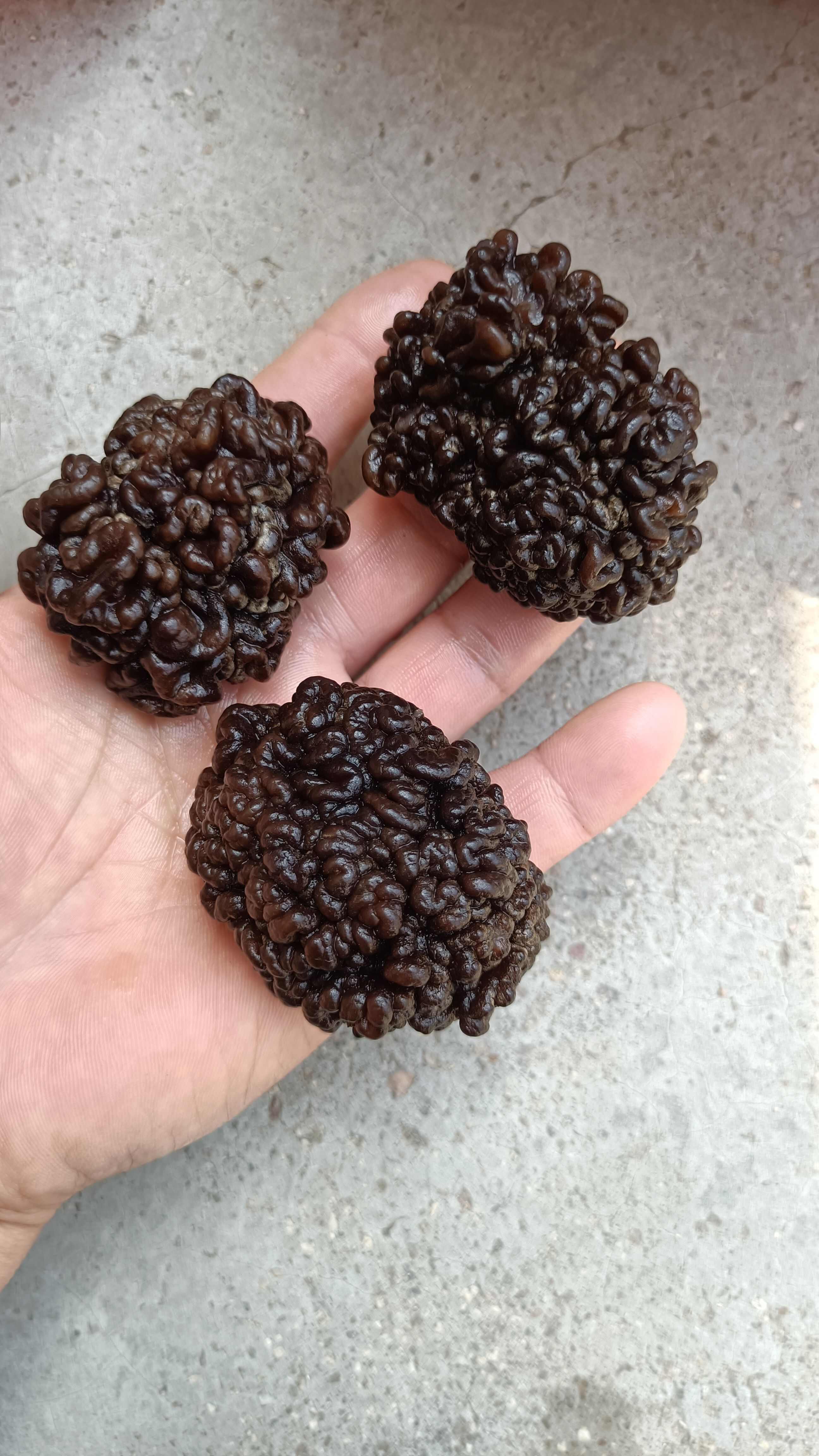 猴脑菇猴脑菌核桃菌产地一手货源批发零售酒店特色食材菌菇加工厂